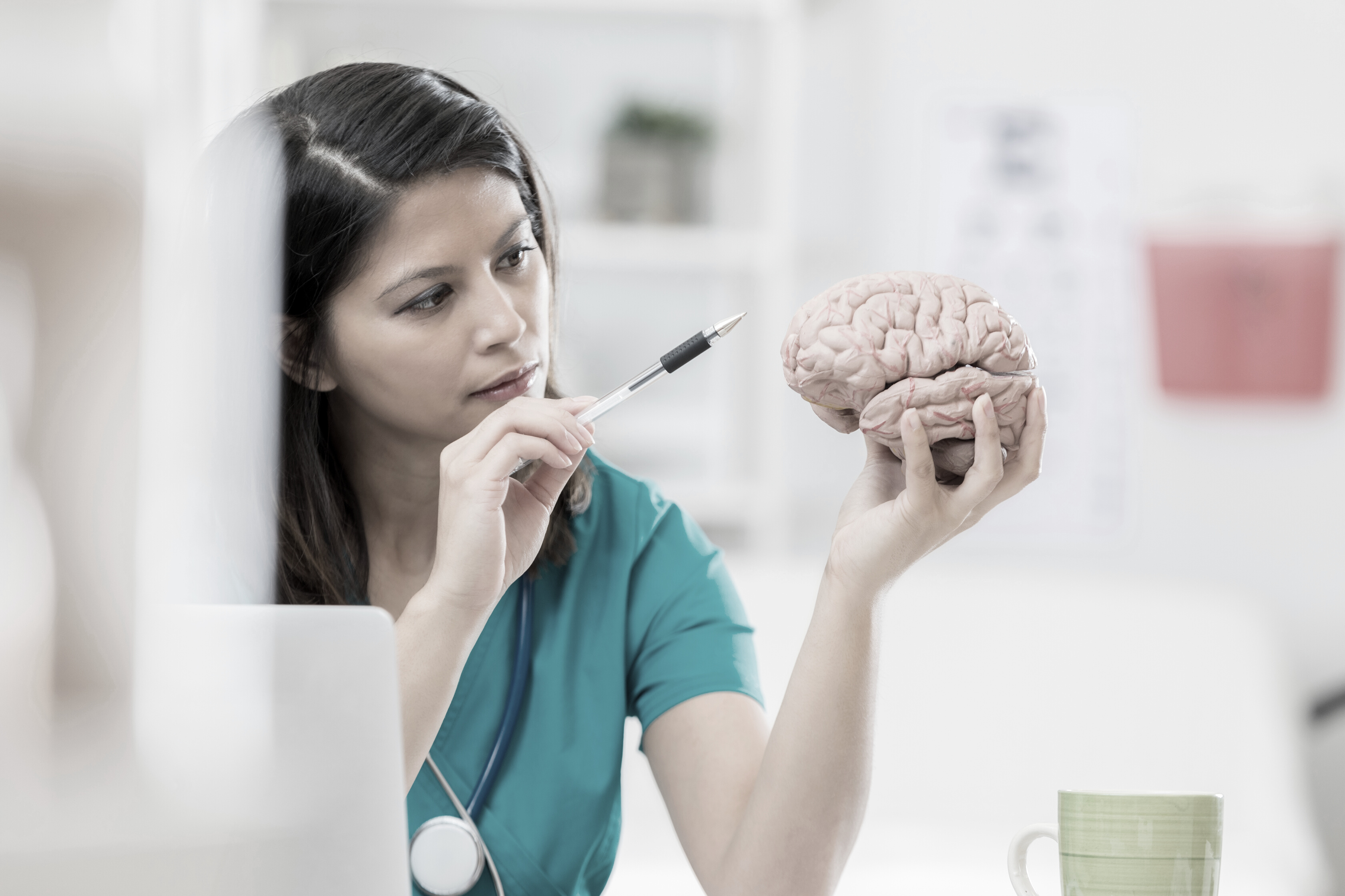 Neurologist studies a human brain model